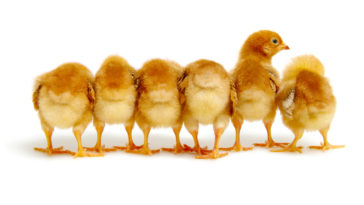poussin