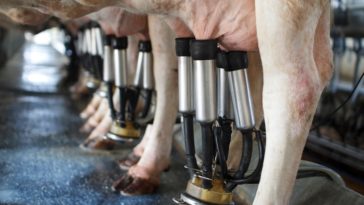 traire vache