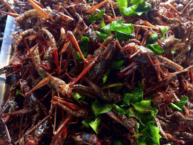 salade d'insectes