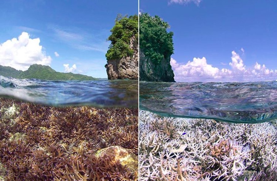 réchauffement climatique