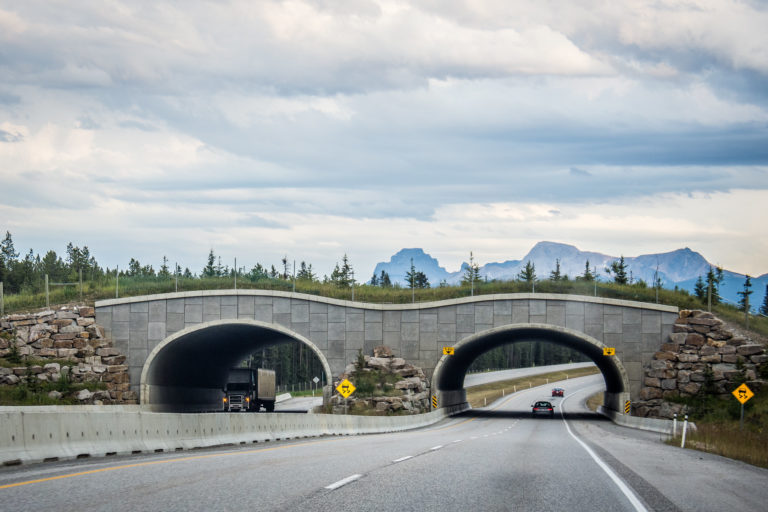 ponts animaux