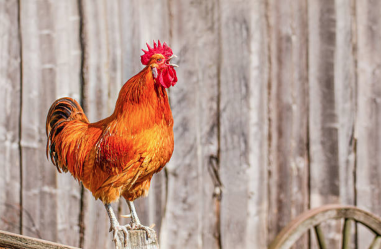 coq chant bruits ruraux