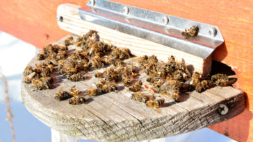 abeilles mortes