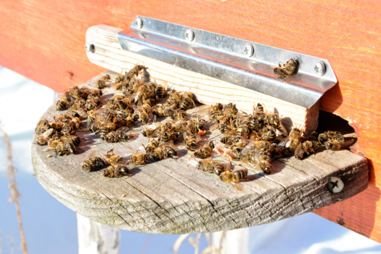 abeilles mortes