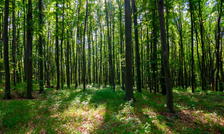 foret