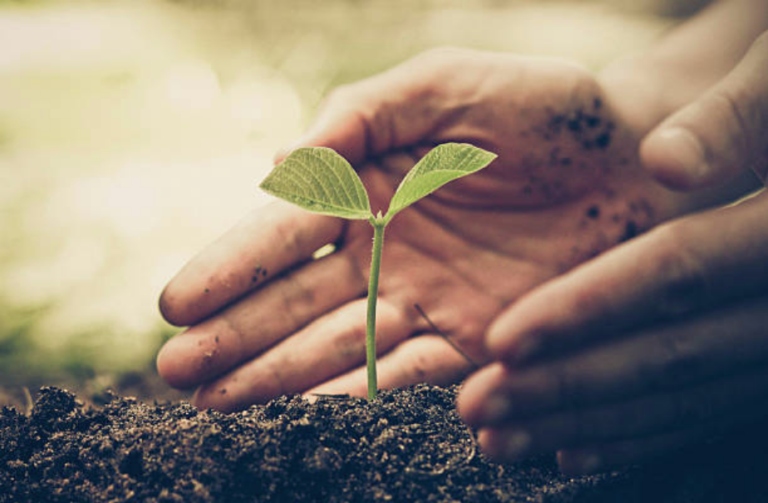 reforestation arbres planter etudiants