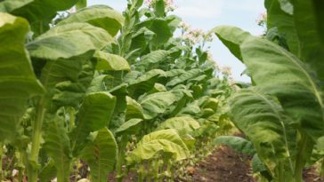 tabac plante
