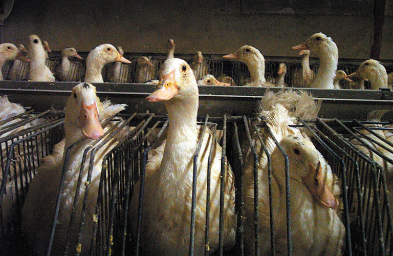 gavage canard