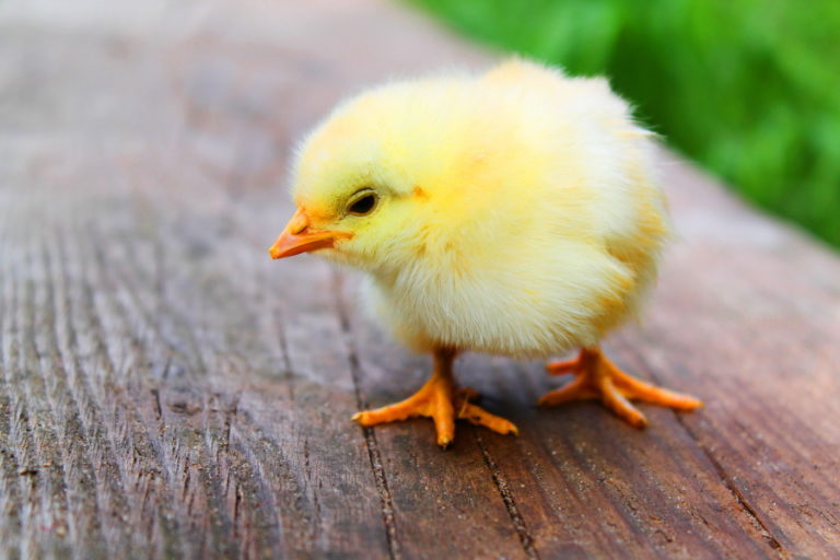 poussin