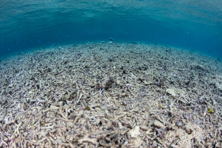 corail mort