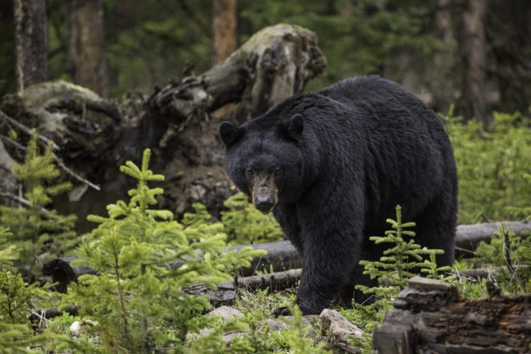 ours noirs