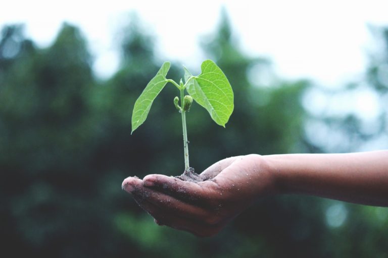 plante main
