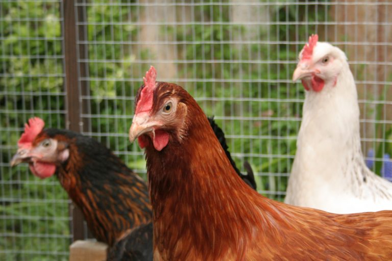 poules 2