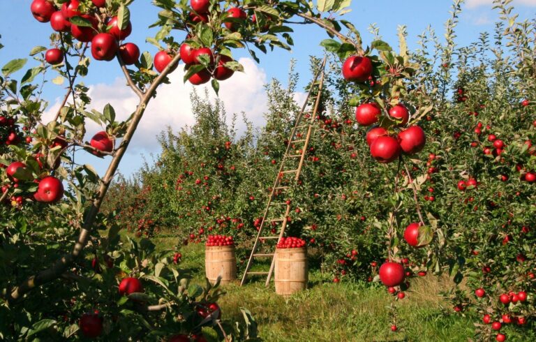 pommes agriculture -