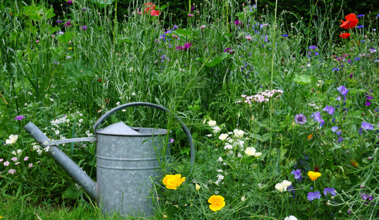 jardin