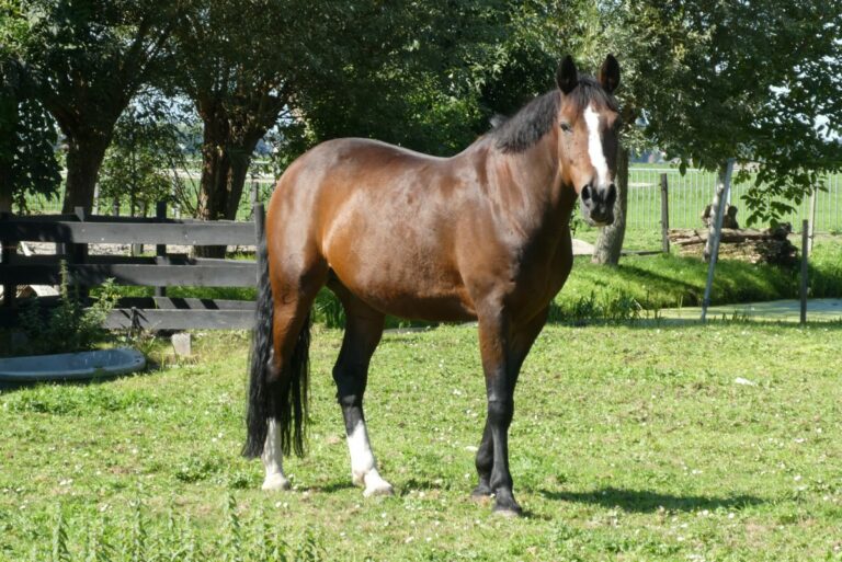 jument cheval