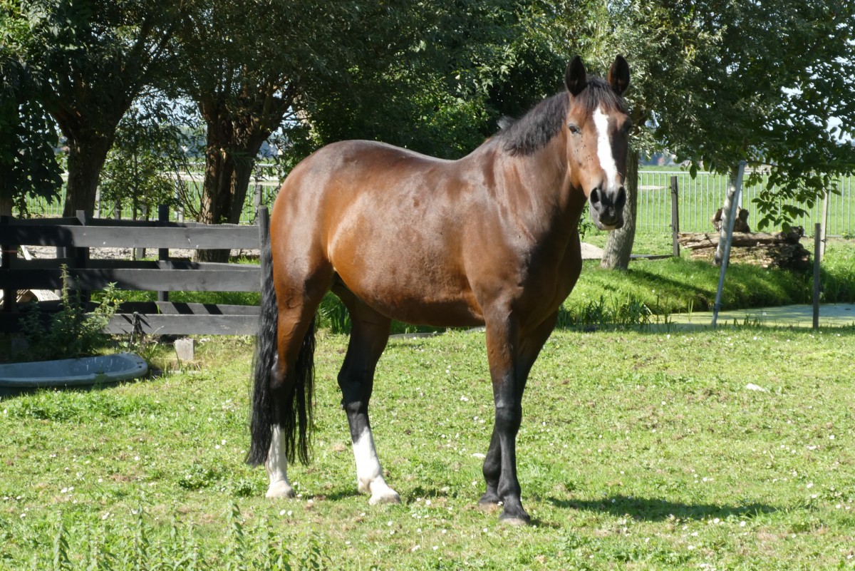 jument cheval