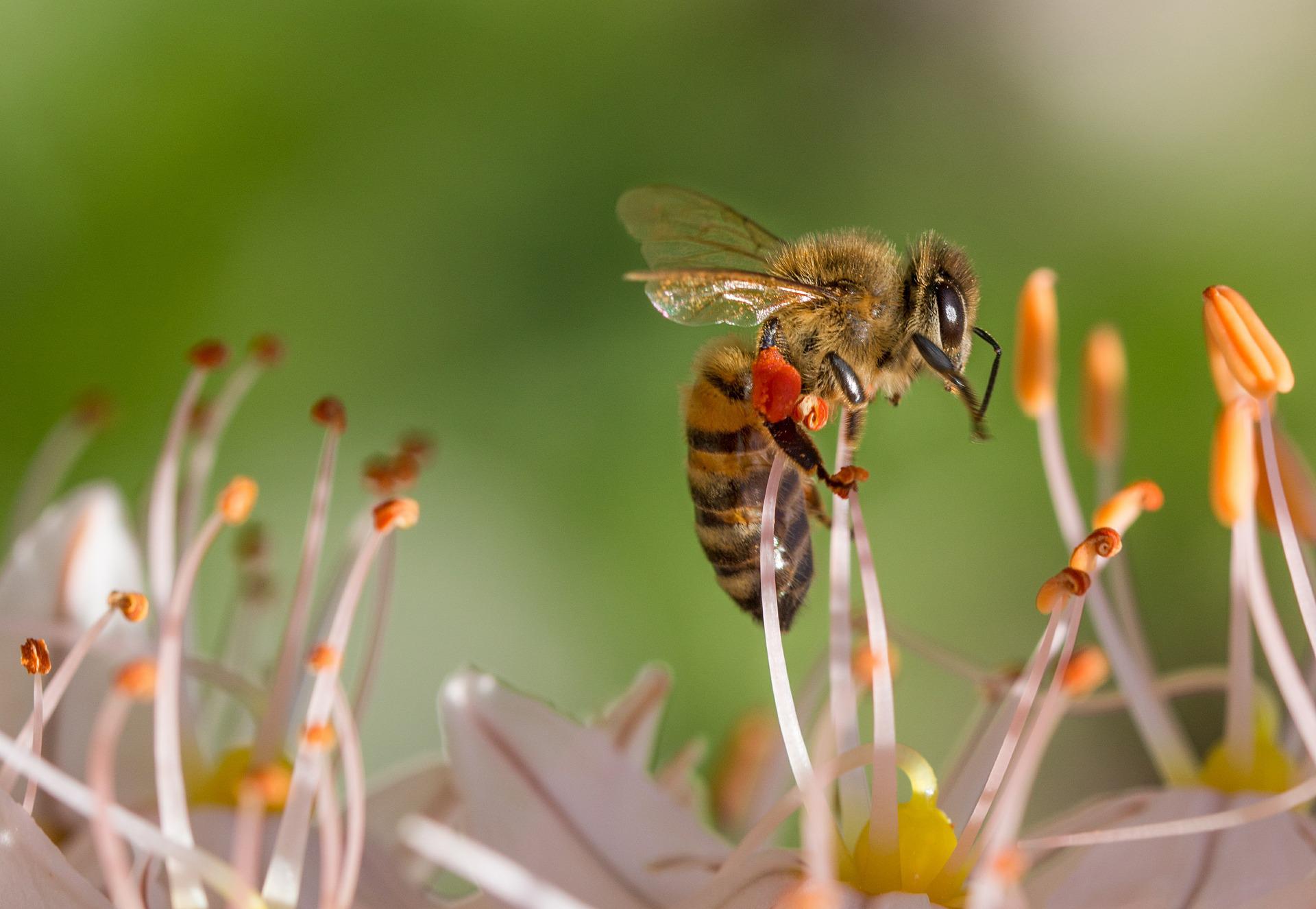 abeilles
