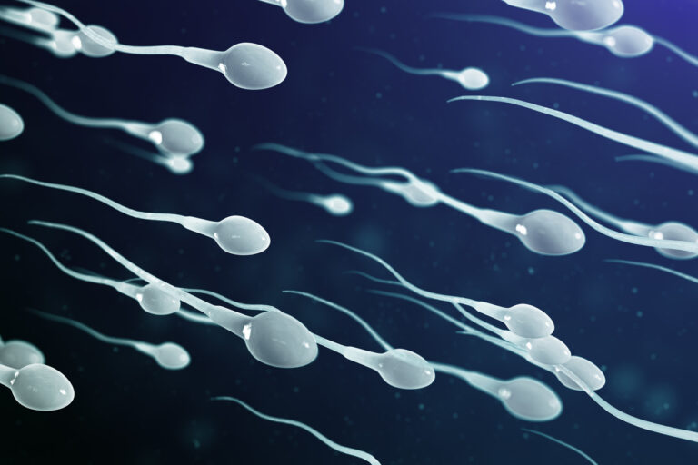 spermatozoides sperme