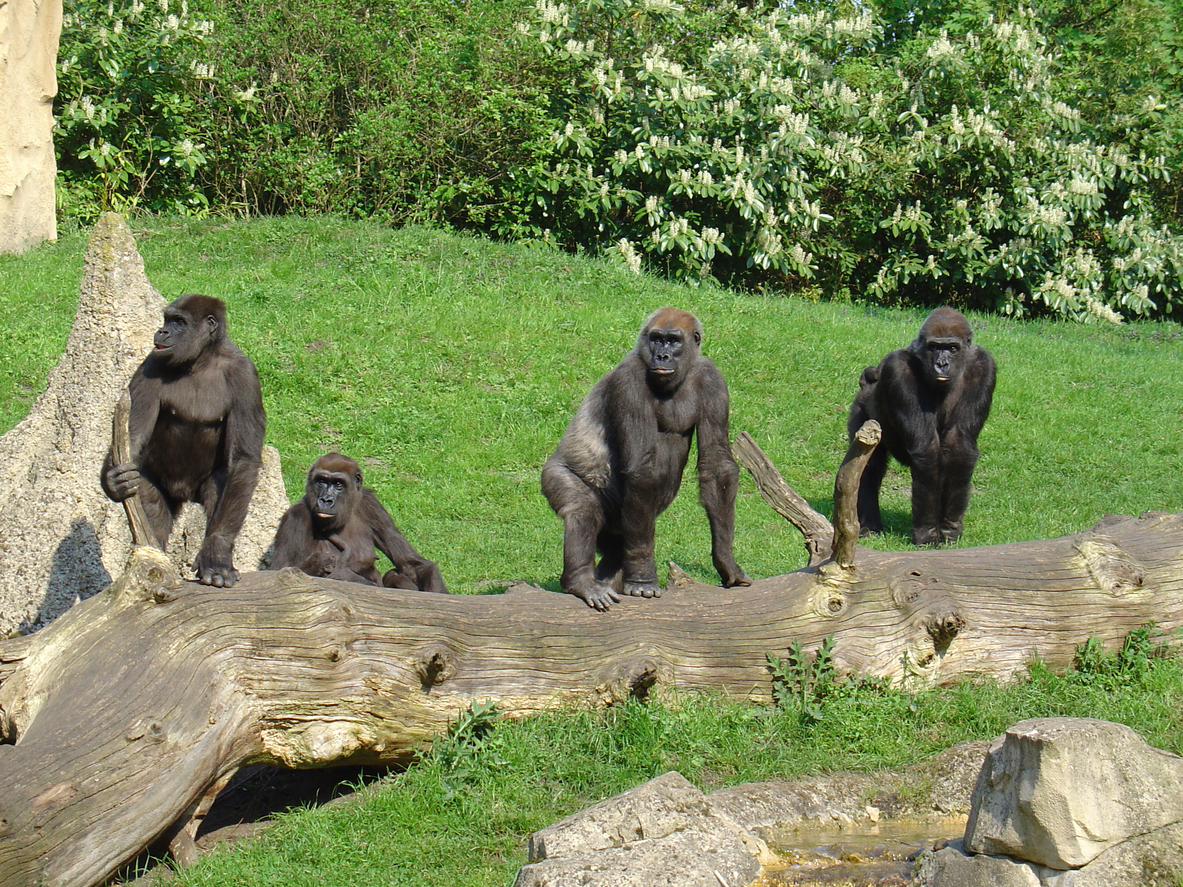 gorilles zoo