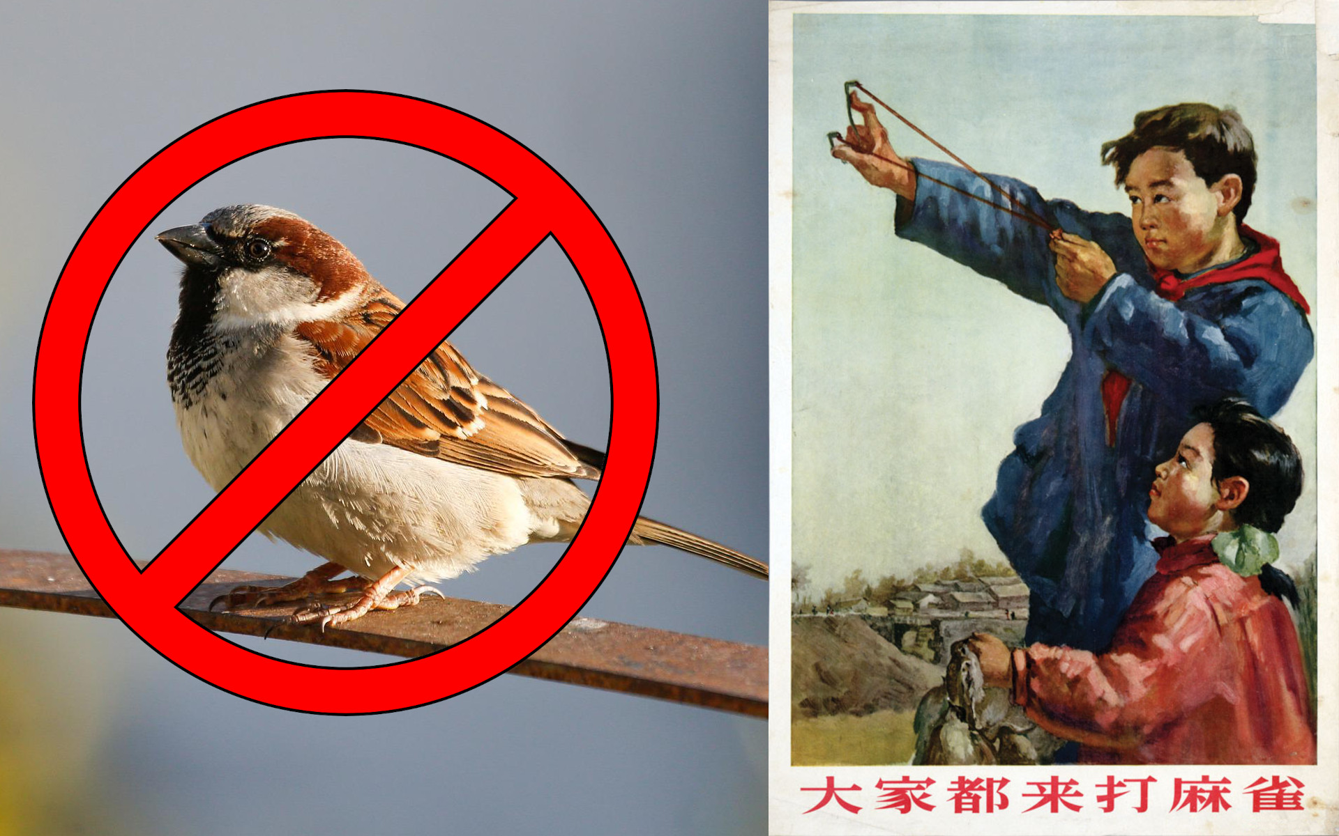 moineaux famine quatre nuisibles pestes fléaux Chine