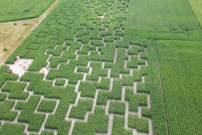 labyrinthe mais
