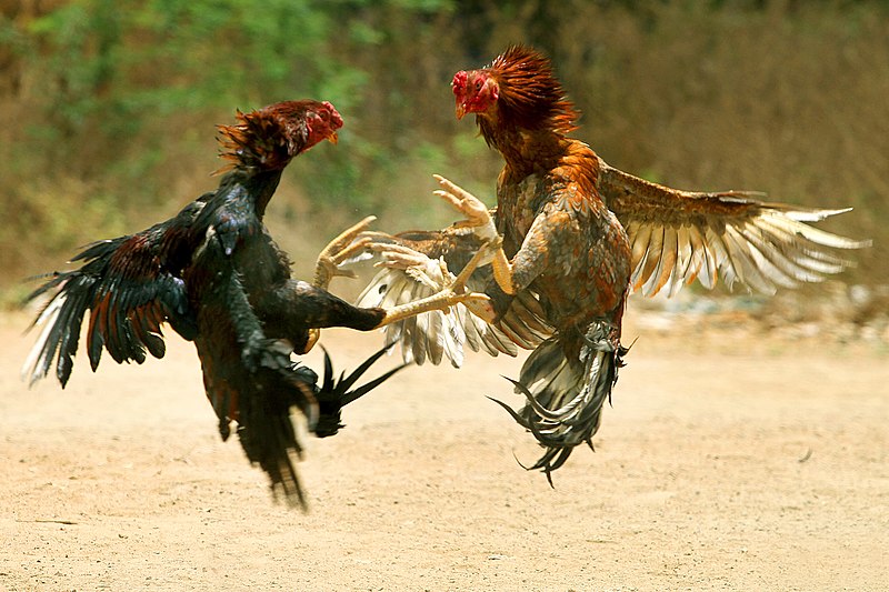 combat coqs