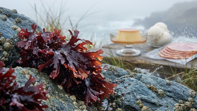 Carraghénane alternative gélatine : l'algue rouge derrière vos desserts industriels